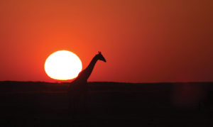 20-Giraffe at sunset