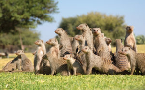 21-mongooses