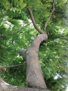This is one of the ficus trees that will be replaced. 
