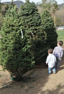 Two residents choose a tree. Photo: Shelby Pascoe